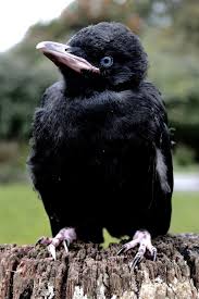 Baby Bird With No Feathers Little Raven Still Has His Blue Eyes Pet Birds Black Bird Jackdaw