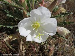 Image result for Loxodera caespitosa