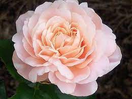 Amongst The World S Ten Most Expensive Flowers Was This David Austin Rose Valued At 5 8 Million Dollars It Took 15 Years To Grow This Flo Rozy Cvety Cvetok