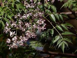 Image result for Melia azedarach