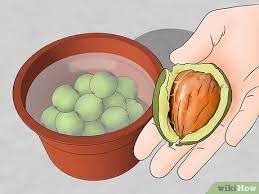 If there are no walnut trees near your home, go to a local nursery and purchase the seeds. How To Plant A Walnut Tree With Pictures Wikihow