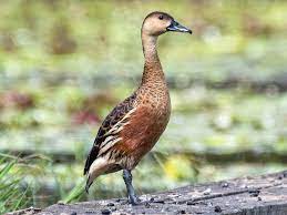 Database entry includes justification for why this species is of least concern 2. Wandering Whistling Duck Ebird