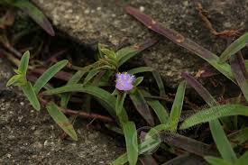 Image result for Cyanotis arachnoidea