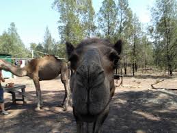 Camels and their owners trek for weeks across the red dusty desert once there camel lovers catch up with their fellow racers as they swap tips on how to make a camel run in. Tara Camel Races Tara Spa Apartments