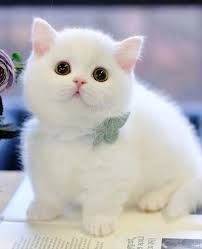 Image result for adorable cat