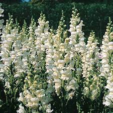 Antirrhinum Majus Royal Bride Snapdragon Half Hardy Annual In Propagator Snapdragon Flowers Antirrhinum Annual Flowers