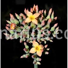 Image result for Kalanchoe glaucescens