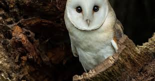What Are the Types of Owls in Alabama?