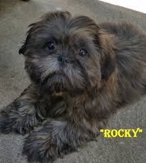 Maltese Black And Brown Shih Tzu Rocky Lott Rocky Is Brindle Www Gloryridge Com Shih Tzu Puppy Shih Tzu Puppy Snuggles