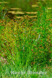 Image result for Cyperus maculatus