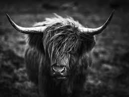 Glasbild Horns In 2020 Glasbilder Bilder Stier Bilder