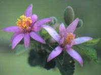 Image result for Grewia microthyrsa