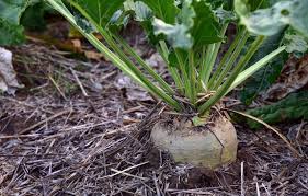 Beet pulp can also provide your horse with the extra energy it needs to recover from injury or illness. Beet Pulp The Fibre Provider Smart Horse Nutrition