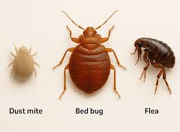 Image result for Dust mite