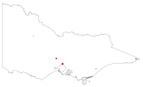 Image result for Eleocharis minuta