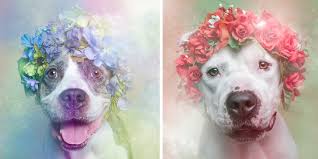 We did not find results for: Artist Photographs Pit Bulls In Floral Crowns To Show Their Softer Side And Encourage Adoption Bored Panda