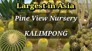 Check spelling or type a new query. Pine View Nursery Kalimpong Cactus Garden Largest In Asia Darjeeling Mon Ja Chai Youtube