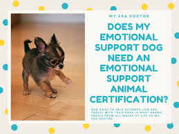Your Emotional Support Dog Doesn T Need To Be Certified Or Carry An Emotional Support Dog C In 2020 Emotional Support Dog Emotional Support Animal Emotional Support