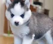 Black And White Pomsky Full Grown Teacup Pomsky Full Grown Google Search Pomsky Puppies Cute Dogs Cute Puppy Pictures