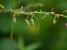 Image result for Pseudarthria