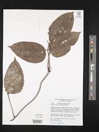 Image result for Mucuna poggei