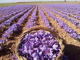 Flor De Azafran De Teruel Aragon Spain Saffron Plant Saffron Crocus Saffron