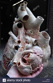 Hier bekommen sie die angaben im überblick Guben Deutschland 5 Mai 2017 Ein Menschliches Herz Ist Zum Grossenvergleich Neben Ein Plastinierter Wale Herz Gezeigt In Guben Deutschland 5 Mai 2017 Transportiert Werden Der Blauwal Starb Im Jahr 2014 Auf