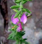 Image result for Polygala gazensis