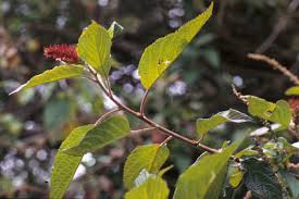 Image result for Acalypha polymorpha