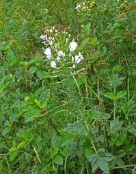 Image result for Cleome gynandra