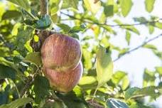 Oregon Olive School