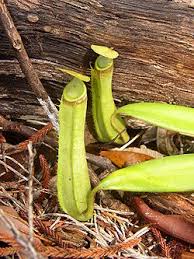 Pitcher Plant Simple English Wikipedia The Free Encyclopedia Where do pitcher plants grow? pitcher plant simple english