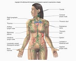 Posterior towards the back of the sternocleidomastoid muscle and anterior towards the trapezius muscle. Lymphatic System Definition Function Structure Biology Dictionary