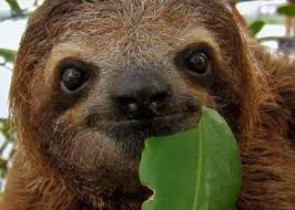 Noted for their slowness of movement, they spend most of their lives hanging upside down in the trees of the tropical rainforests of south america and central america. No Sloth Selfies The Rush To Protect Latin America S Slowest Mammal Insight Crime