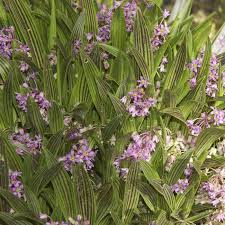 Image result for Ledebouria cooperi
