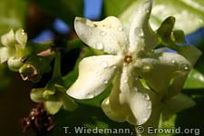 Image result for Voacanga chalotiana