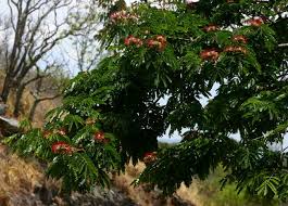 Image result for Albizia glaberrima