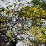 Image result for Cassia sieberiana