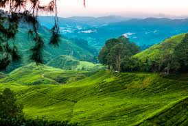 We did not find results for: Top Things To Do In Cameron Highlands Family Travel Blog Travel With Kids