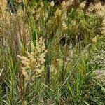 Image result for Phragmites mauritianus