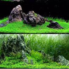 Meskipun mudah, tidak sedikit juga pehobi aquascape yang gagal ketika menanam carpet seed. Bibit Benih Big Leaf Grass Carpet Seed Aquascape Aquarium Plant Seed Shopee Indonesia