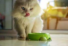 1 kaleng tuna tanpa garam. Panduan Lengkap Makanan Untuk Kucing Persia Agar Sehat