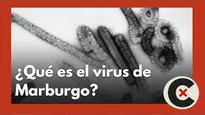 El virus de marburgo es un primo del ébola ligeramente menos mortal para el que no hay vacunas ni tratamiento. Akg6vjcmi97tzm