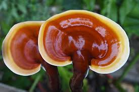 Image result for Ganoderma lucidum