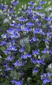 We did not find results for: Stand By Me Is A Non Vining Clematis With Beautiful Blue Bell Shaped Flowers Hummingbirds Will Visit This Plant All S Clematis Flower Clematis Clematis Plants