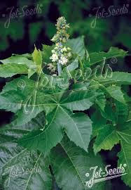 Image result for Ricinus communis
