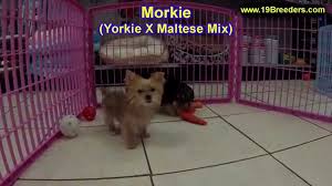 She will come home with her first set of. Morkie Puppies Dogs For Sale In Little Rock Arkansas Ar 19breeders Fayetteville Jonesboro Youtube
