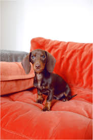 Click here to see available puppies! Standard Dachshund Puppies For Sale In Texas