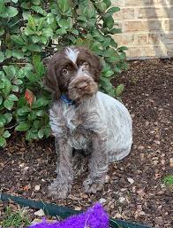 We recommend you rescue a wirehaired pointing griffon (or any dog) before you buy a puppy from a breeder. Puppies Cottonwood Griffons Lubbock Texas