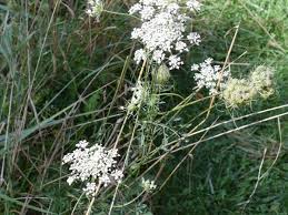 Off to a party tonight? How To Get Rid Of Weeds Organically Dengarden